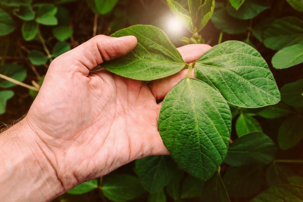 Adubação foliar, Eficiência