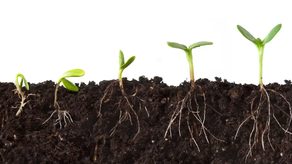 Substâncias Húmicas: 10 Benefícios para Cultivos que Você Precisa Conhecer em 2025